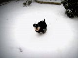 Un Schnauzer Nain découvre la neige