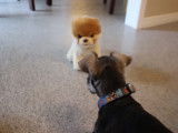 Face à face entre un Schnauzer Nain et une peluche