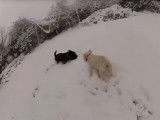 Un Scottie et un Westie découvrent la neige