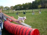 Séance d'agility d'un Terrier Irlandais à Poil Doux