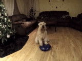 Séance de fitness canin par un Terrier Irlandais à Poil Doux