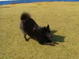 Un Schipperke très joueur et intelligent