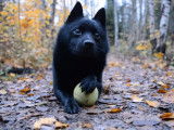 Un Schipperke très actif