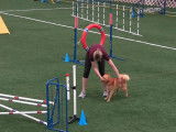 Un Spitz Finlandais champion d'agility