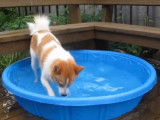 Petite baignade pour un Spitz de Norrbotten