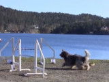 Un Schapendoes Néerlandais qui adore l'agility