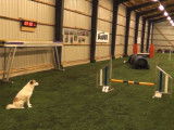 Un Spitz de Norrbotten s'exerce en agility