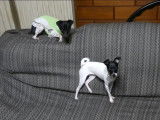 Partie de jeu sur le canapé entre deux Terriers Japonais