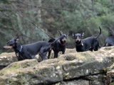 Cinq English Toy Terriers se promènent dans les bois