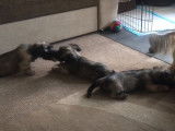 Des chiots Skye Terriers s'amusent