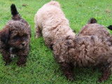 Des chiots Shih-Poo bien occupés dans le jardin