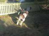 Deux Spinone Italiano jouent comme des fous dans le jardin