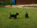 Des chiots English Toy Terriers profitent du jardin