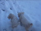 Deux Sealyham Terriers se promènent dans la neige