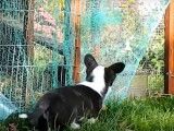 Un Welsh Corgi Cardigan explore le jardin et rencontre d'autres animaux