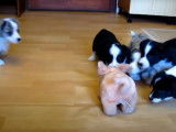 Des chiots Welsh Corgi Cardigan face à un cochon en peluche