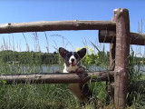 Un Welsh Corgi Cardigan bienheureux