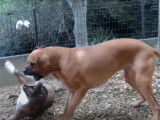 Un Tosa s'amuse avec un Pitbull