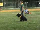 Un Schnauzer Géant et un Malinois font du mordant