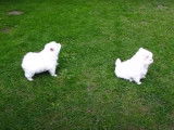 Des chiots Volpino s'amusent dans le jardin