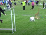 Un Volpino sur un parcours d'agility