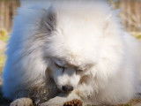 Un Spitz Japonais se détend au bord d'un lac