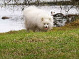 Un Spitz Japonais en promenade