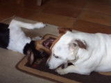 Un Terrier Brésilien et un Jack Russell