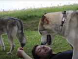 Des Tamaskan Husky très sociables