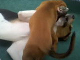 Un Treeing Walker Coonhound avec un chiot Redbone Coonhound