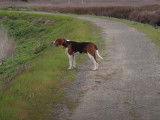 Un Treeing Walker Coonhound en randonnée