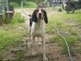 Un Treeing Walker Coonhound adulte mais toujours adepte de jeux