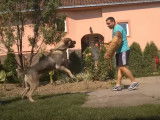 Entraînement au mordant d'un Srpski Odbrambeni Pas, un féroce chien d'attaque