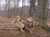 Des Tamaskan Husky s'amusent