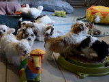 La récréation des chiots Bichon Havanais
