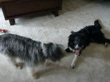 Un Smithfield Collie et un Border Collie jouent ensemble