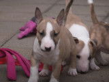 Temps de jeu pour des Bull Terriers Miniatures