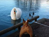 Rencontre entre un Bull Terrier Miniature et un cygne