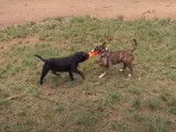 Un Staffie avec un Bull Terrier miniature