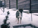 Un Shikoku Inu dans son jardin enneigé
