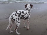 Première sortie à la plage pour un Dalmatien