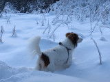 Première neige pour un Kooikerhondje