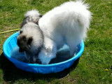 Un Keeshond et un Samoyède jouent dans une piscine