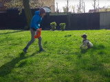 Exercices de dressage d'un Lagotto Romagnolo