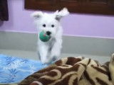 Un adorable Lhassa Apso s'amuse comme un petit fou