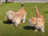 Partie de jeu pour des Terriers Irlandais Glen of Imaal
