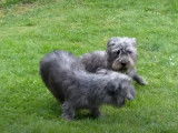 Match de lutte entre deux Terriers Irlandais Glen of Imaal