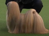 Westminster Kennel Club Dog Show 2020 : le meilleur Lhassa Apso