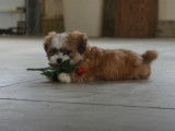 Des chiots Lhassa Apso jouent avec un bouquet de roses