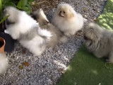 Des chiots Pékinois s'amusent dans le jardin